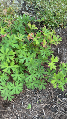 Geranium carolinianum
