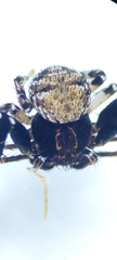 Bassaniodes bliteus
