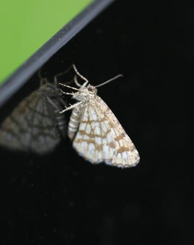 Latticed Heath