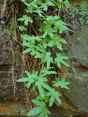 Lygodium palmatum