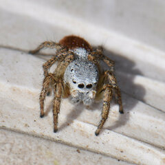 Habronattus decorus