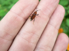 Rhodobaenus