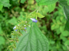 Salvia longispicata