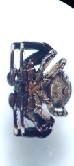 Bassaniodes bliteus