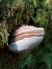 Ganoderma applanatum