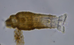 Rotaria tardigrada