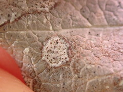 Cameraria gaultheriella