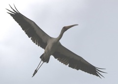 Mycteria ibis