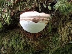 Ganoderma applanatum
