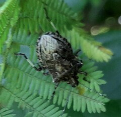 Apateticus lineolatus