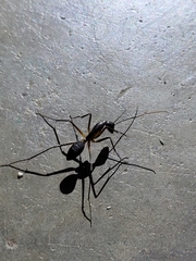 Camponotus etiolipes