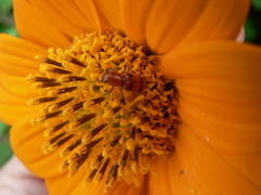 Dologenitus nigrocinctus