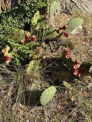 Opuntia engelmannii