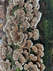 Trametes versicolor