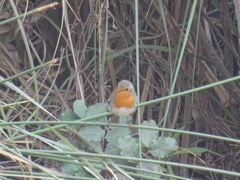 Erithacus rubecula rubecula