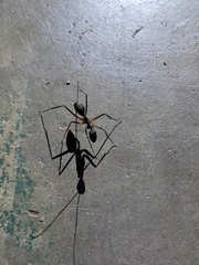 Camponotus etiolipes