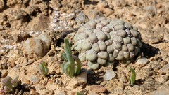 Conophytum