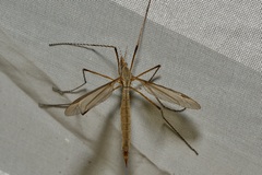Tipula