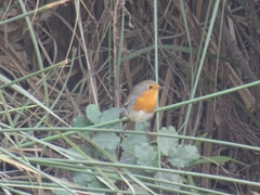 Erithacus rubecula rubecula