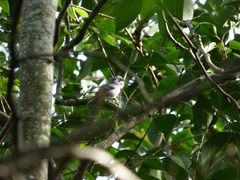 Polioptila dumicola