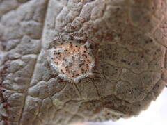 Cameraria gaultheriella