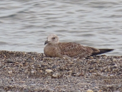 Ichthyaetus audouinii