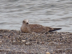 Ichthyaetus audouinii