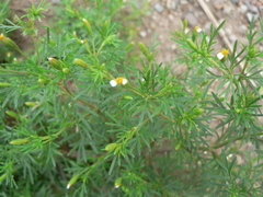 Tagetes filifolia