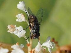 Musca autumnalis