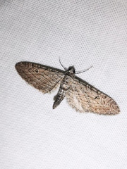 Eupithecia unedonata