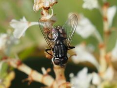 Musca autumnalis