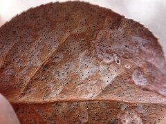 Cameraria gaultheriella