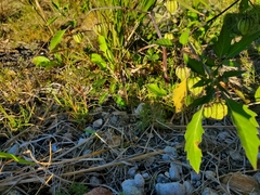 Physalis angulata