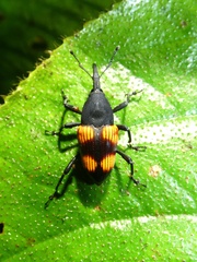 Cactophagus rubrovariegatus