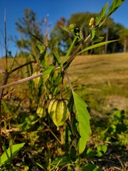 Physalis angulata