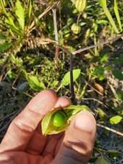 Physalis angulata