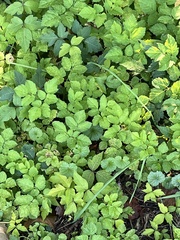 Aegopodium podagraria