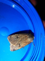 Agrotis trux
