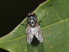 Musca autumnalis
