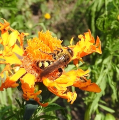 Xanthocampsomeris limosa