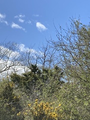 Podocarpus totara