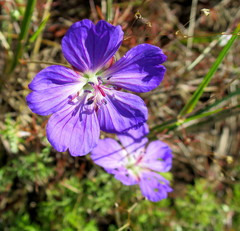 Geranium incanum multifidum