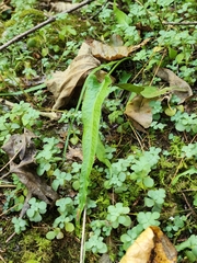 Asplenium rhizophyllum