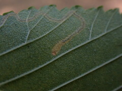 Agromyza aristata