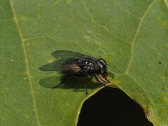 Musca autumnalis