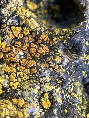 Candelariella