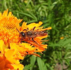 Xanthocampsomeris limosa