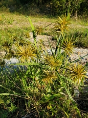 Cyperus odoratus