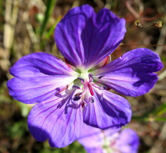 Geranium incanum multifidum