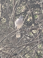 Streptopelia decipiens